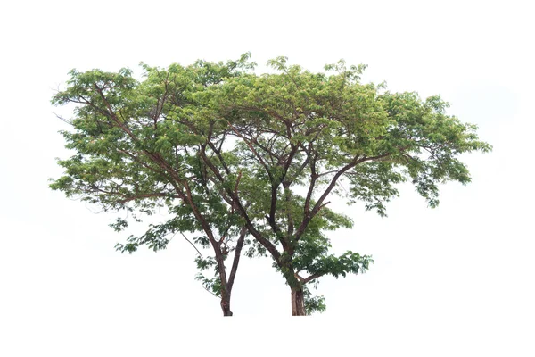 Drzewo izolowane na białym tle — Zdjęcie stockowe