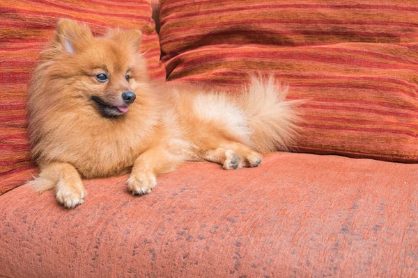 Шпіц собака сидіти на шкіряний диван — стокове фото