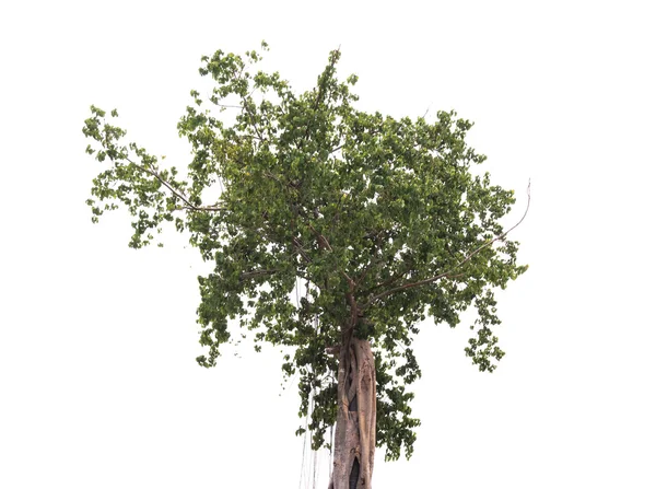 Tree isolated on white background — Stock Photo, Image