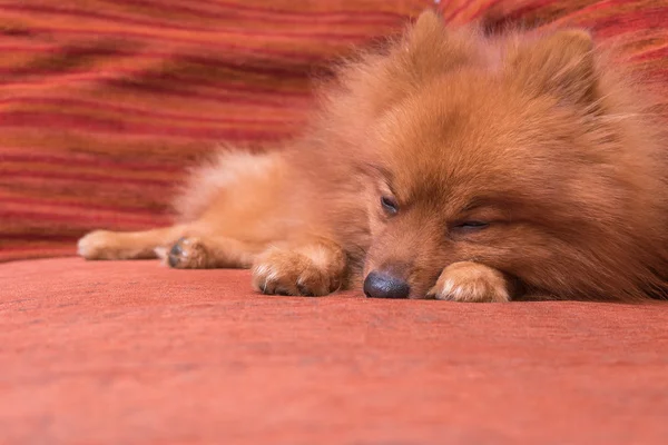Pomeranian dog in hair shed period, sleeping on the sofa / focus o — стоковое фото