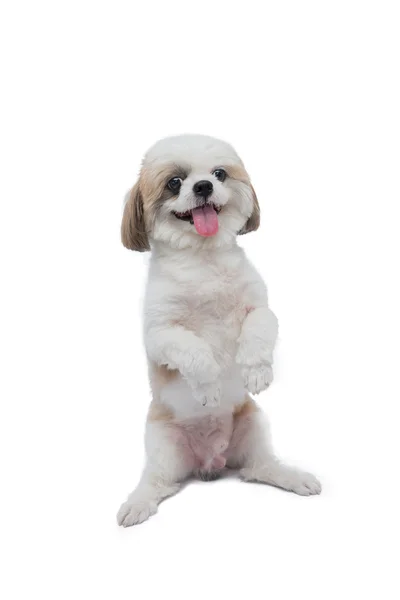 Shih tzu Hund isoliert auf weißem Hintergrund. — Stockfoto