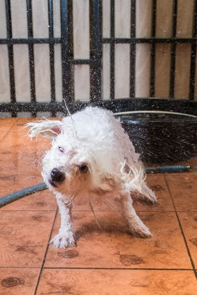 Милый маленький щенок-пудель, принимающий душ на ванне . — стоковое фото