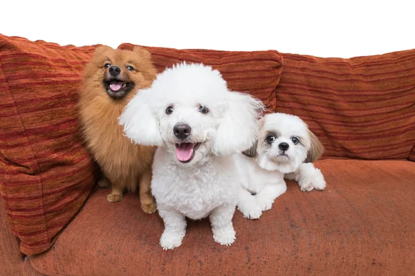 Пес смешанной породы три на диване — стоковое фото