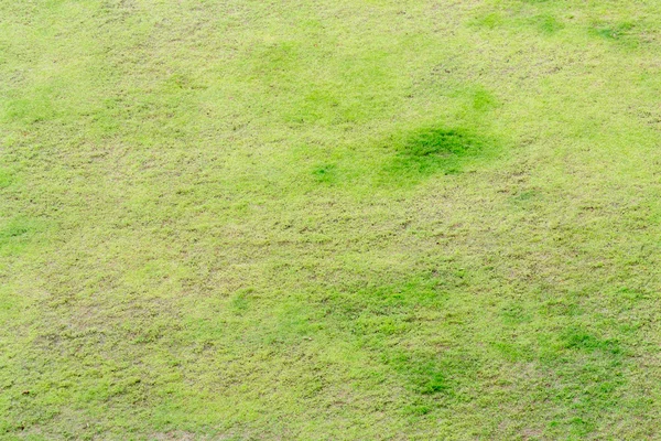 Beyaz ve Sarı çiçekli yeşil çim doku soyut — Stok fotoğraf