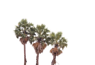 Beyaz arkaplanda izole edilmiş ağaç