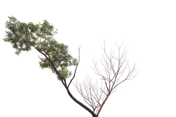 Árbol viejo y muerto aislado sobre fondo blanco —  Fotos de Stock