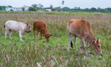 Üç yemek çimen inekler