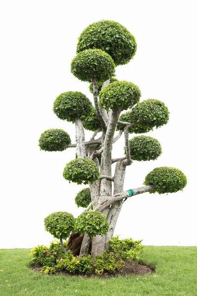 Kolekcja drzewo bonsai — Zdjęcie stockowe