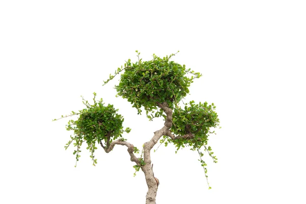 Kolekce bonsaje strom — Stock fotografie