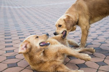 Köpek yemek için bir köpek ile mücadele.