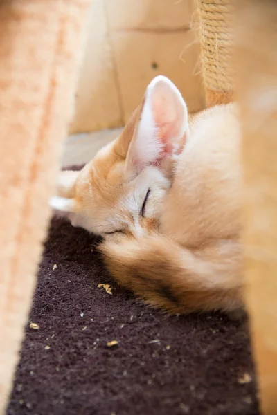 The Fennec fox — Stock Photo, Image