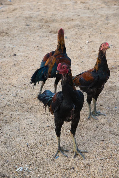 Tres manadas de pollo — Foto de Stock