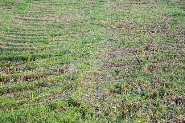 Dry grass land — Stock Photo, Image