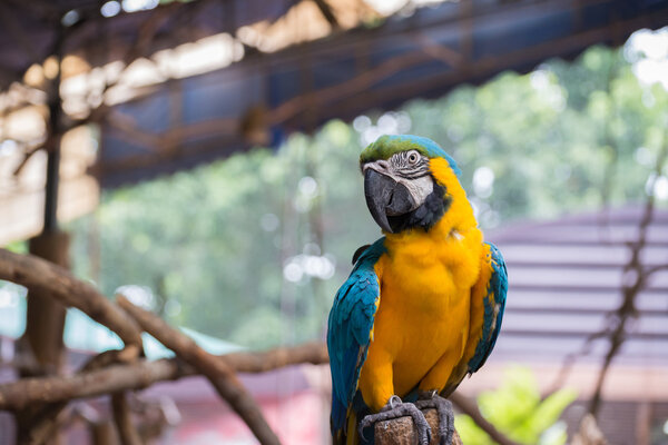 parrot standing on a branch