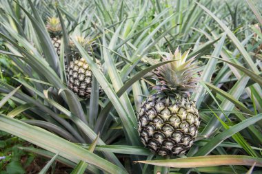 Ananas Bahçe doğa.