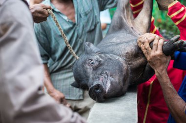 Bir yaban domuzu ele geçirdi ve işkence.