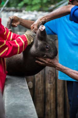 Bir yaban domuzu ele geçirdi ve işkence.