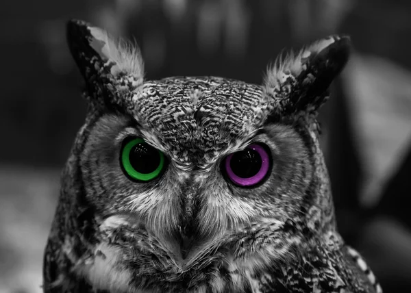 Abstract Owl Eye Two Color — Stock Photo, Image