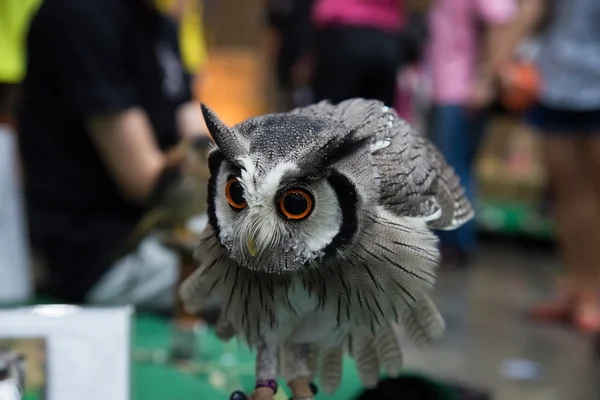 他の動物とフクロウの防衛. — ストック写真