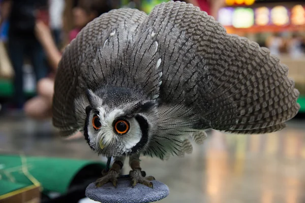 La défense de la chouette contre les autres animaux . — Photo