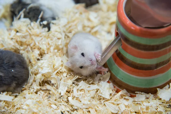 Hamster trinkt Wasser so lecker. Stockfoto