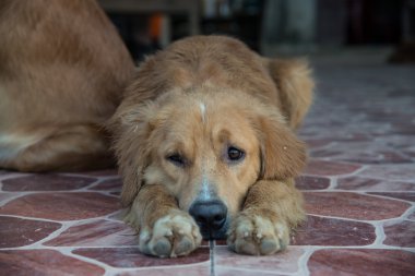 Golden Retriever köpek çay yalnız.