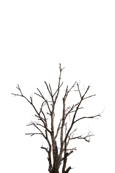 흰색 배경에서 분리되어 있는, 오래 되고 죽은 나무 한 그루 — 스톡 사진
