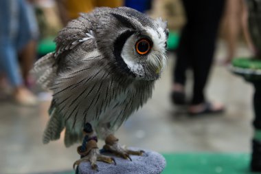 Diğer hayvanlar karşı baykuş'ın savunma.