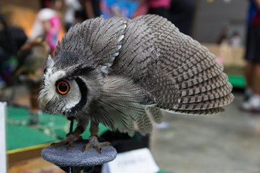 Diğer hayvanlar karşı baykuş'ın savunma.