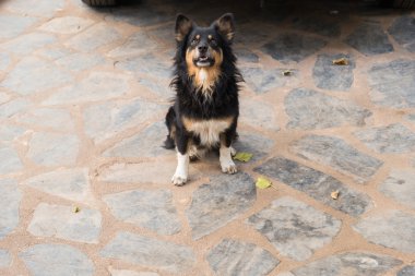 Oturmak için köpek sahibini bekliyor