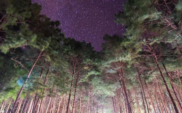 스타 그룹 아름 다운 나무. — 스톡 사진