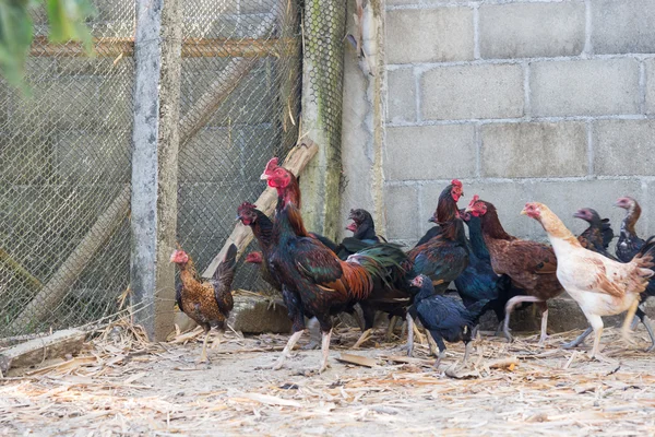 A flock of chicken thailand.