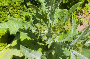 Genç devedikeni yakından izle