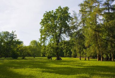 Uman, Ukrayna 'da güneşli bir yaz gününde Ulusal Dendroloji Parkı' nın güzel manzarası 