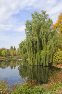Nizhyn, Ukrayna 'da Kontun bahçesinde söğütlerle dolu bir göl.