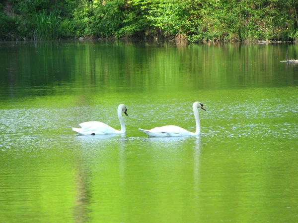 Cisnes Lago Día Soleado — Foto de Stock