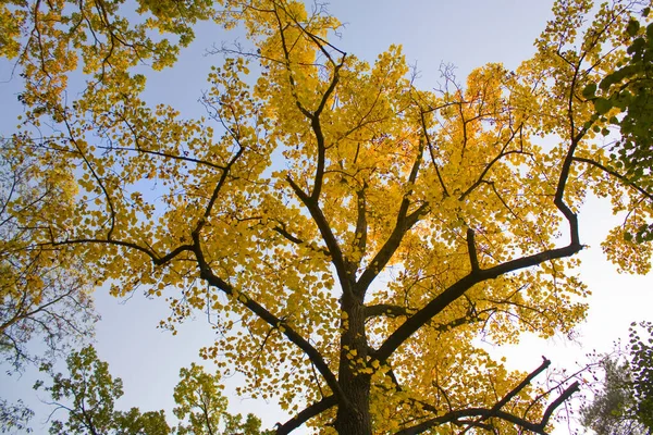 秋の黄銀杏のビロバ — ストック写真