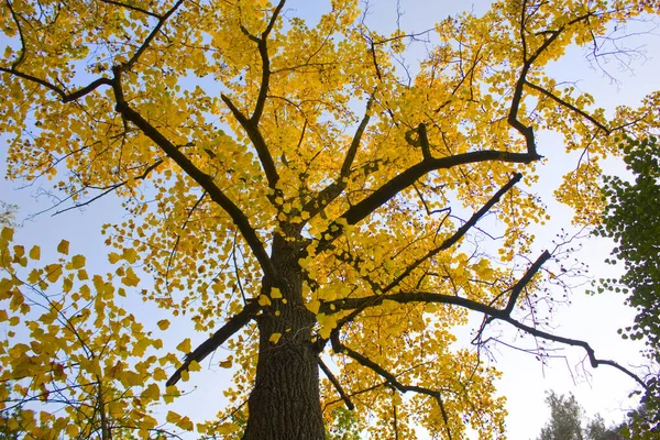 秋の黄銀杏のビロバ — ストック写真