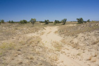 Ukrayna 'nın Kherson Bölgesindeki Oleshkiv Sands Ulusal Doğa Parkı