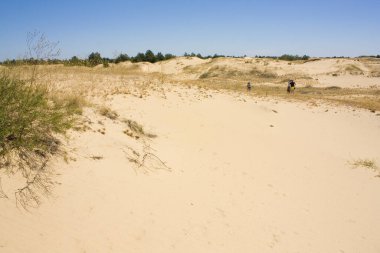 Ukrayna 'nın Kherson Bölgesindeki Oleshkiv Sands Ulusal Doğa Parkı