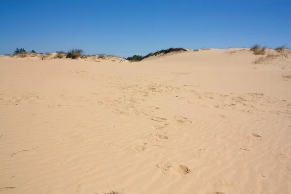 Oleshkiv Sands National Nature Park in the Kherson Region in Ukraine