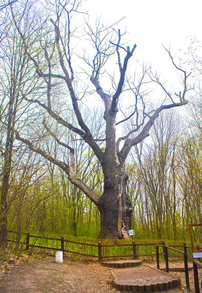 Carvalho Milenar Medieval Maxim Zalizniak Oak Kholodny Yar Ucrânia — Fotografia de Stock