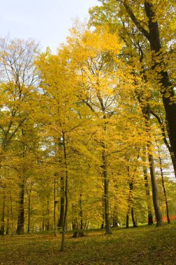 Bucha, Ukrayna 'daki sonbahar parkı