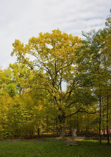 Autumn Park Bucha Ukraine — Stock Photo, Image