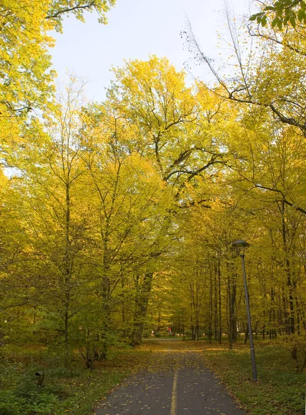 Bucha Ukrayna Daki Sonbahar Parkı — Stok fotoğraf