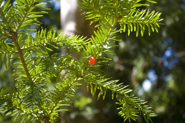 Branche Avec Berrie Rouge — Photo