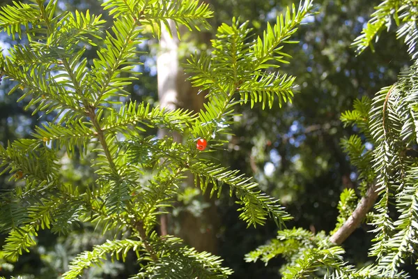 Kırmızı Berrie Ile Porsuk Dalı — Stok fotoğraf