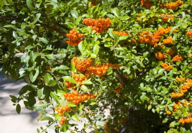 Ağaçtaki Rowan böğürtlenlerinin yakın görüntüsü