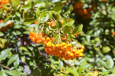 Ağaçtaki Rowan böğürtlenlerinin yakın görüntüsü