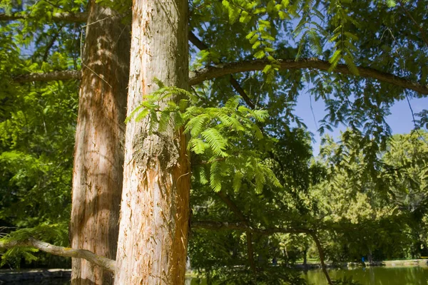 Весенняя Ветвь Зелеными Листьями Metasequoia Glyptostroboides Dawn Redwood — стоковое фото